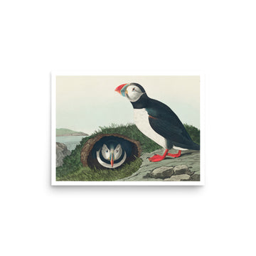 Puffin from Birds by William Home Lizars- Premium Poster