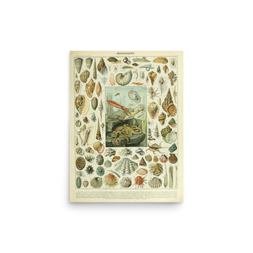 Mollusques by Adolphe Millot- Premium Poster