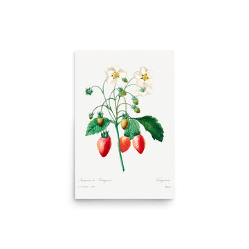 Fraisier by Pierre Joseph Redoute- Premium Poster