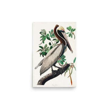 Brown Pelican by William Home Lizars- Premium Poster