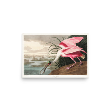 Roseate Spoonbill by William Home Lizars- Premium Poster