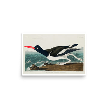 Pied oyster-catcher by William Home Lizars - Premium Poster