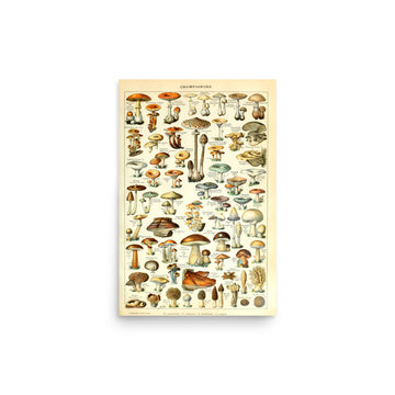 Champignons by Adolphe Millot- Premium Poster