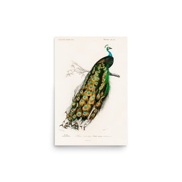 Peacock- Premium Poster