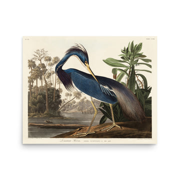 Louisiana Heron by William Home Lizars- Premium Poster