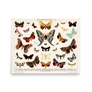 Antique Butterfly and Moth Lithograph - Premium Poster
