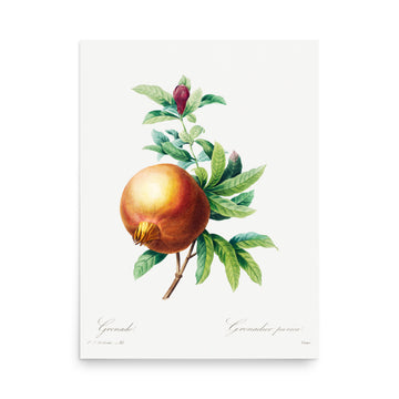 Grenada by Pierre Joseph Redoute- Premium Poster