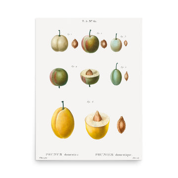 Prunus by Pierre Joseph Redoute- Premium Poster
