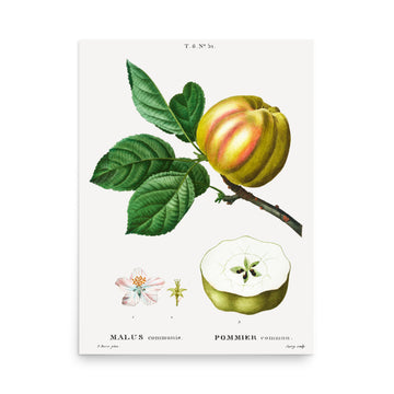 Malus Commis by Pierre Joseph Redoute- Premium Poster
