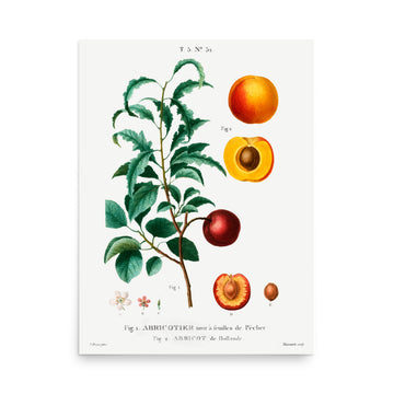Apricotier by Pierre Joseph Redoute- Premium Poster