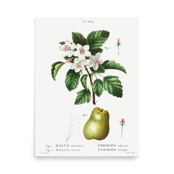 Malus Coronaria by Pierre Joseph Redoute- Premium Poster