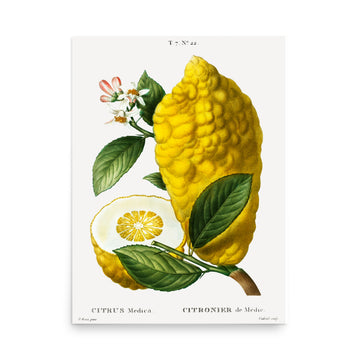Citrus Medica by Pierre Joseph Redoute- Premium Poster