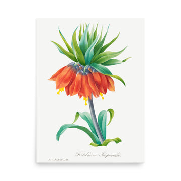Frittilaire Impherale by Pierre Joseph Redoute- Premium Poster