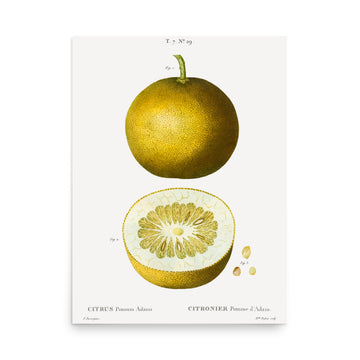 Citrus Pomum Adami by Pierre Joseph Redoute- Premium Poster