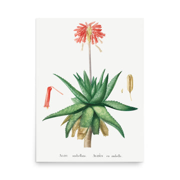 Aloe by Pierre Joseph Redoute- Premium Poster
