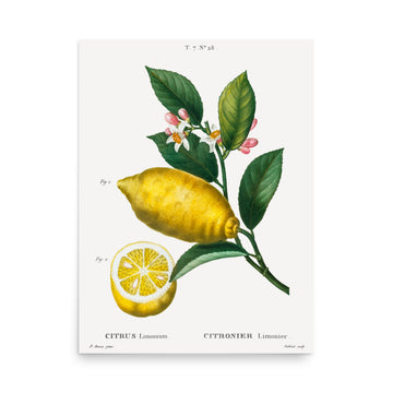 Citrus by Pierre Joseph Redoute- Premium Poster