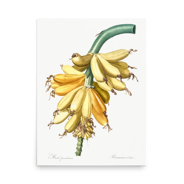 Banana by Pierre Joseph Redoute- Premium Poster