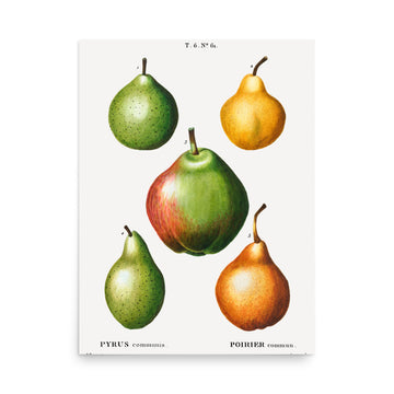 Pyrus Communis by Pierre Joseph Redoute- Premium Poster