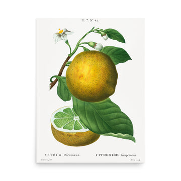 Citrus Decumana by Pierre Joseph Redoute- Premium Poster