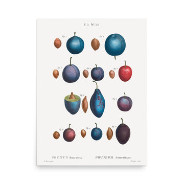 Prunier by Pierre Joseph Redoute- Premium Poster