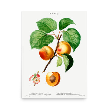 ARMENIACA by Pierre Joseph Redoute- Premium Poster