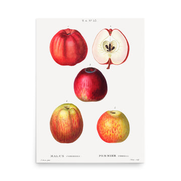 Malus 3 by Pierre Joseph Redoute- Premium Poster