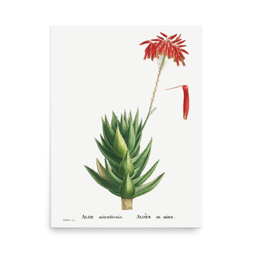 Aloe by Pierre Joseph Redoute- Premium Poster