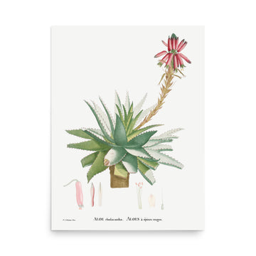 Aloe 2 by Pierre Joseph Redoute- Premium Poster
