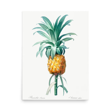 Bromelia Ananas by Pierre Joseph Redoute- Premium Poster