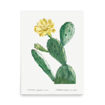 Cactus Opuntia by Pierre Joseph Redoute- Premium Poster