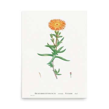 Mesembryanthemum by Pierre Joseph Redoute- Premium Poster