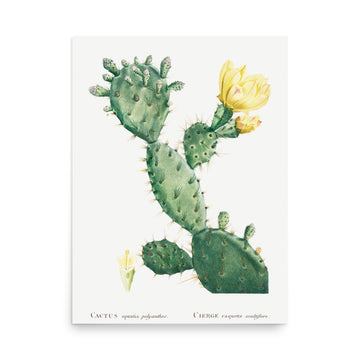 Aloe Opuntia Polyanthos by Pierre Joseph Redoute- Premium Poster