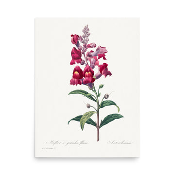 Anterinum by Pierre Joseph Redoute- Premium Poster
