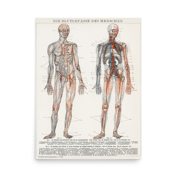 Antique lithograph of the human blood vessels - Premium Poster