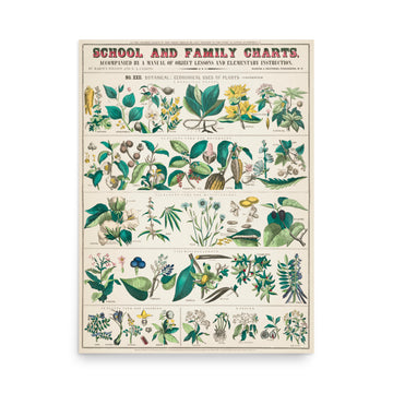 School and Family Charts