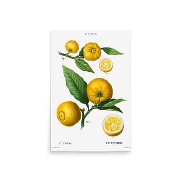 Citrus 2 by Pierre Joseph Redoute- Premium Poster