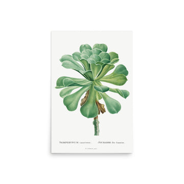 Sempervivum Canariense by Pierre Joseph Redoute- Premium Poster