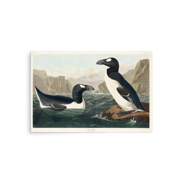 Great Auk by William Home Lizars- Premium Poster