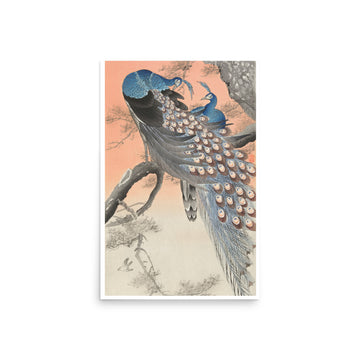 Two peacocks on tree branch by Ohara Koson- Premium Poster