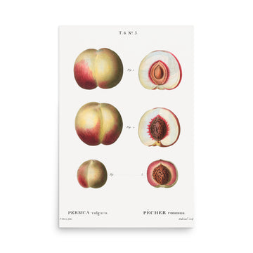 Persica by Pierre Joseph Redoute- Premium Poster