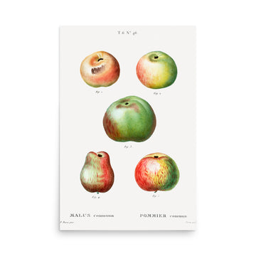 Malis by Pierre Joseph Redoute- Premium Poster