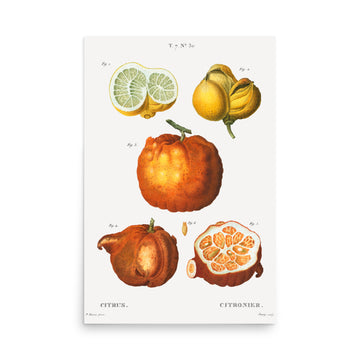 Citrus by Pierre Joseph Redoute- Premium Poster