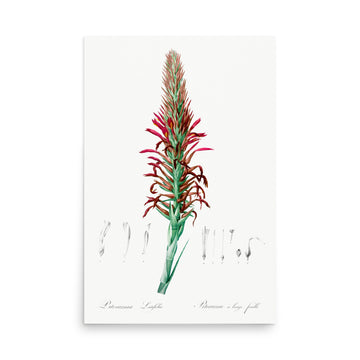 Pitcairnia by Pierre Joseph Redoute- Premium Poster
