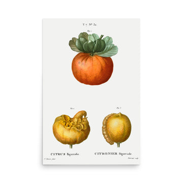 Citrus by Pierre Joseph Redoute- Premium Poster