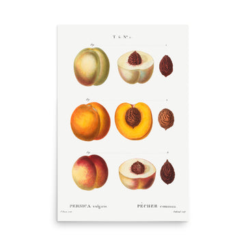 Persica vulgaris by Pierre Joseph Redoute- Premium Poster