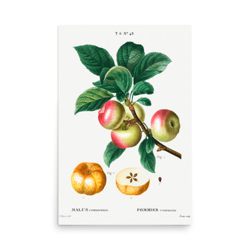 Malus 3 by Pierre Joseph Redoute- Premium Poster