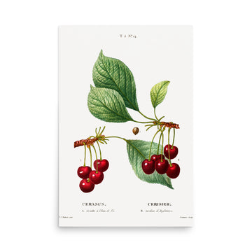 Cerasus by Pierre Joseph Redoute- Premium Poster