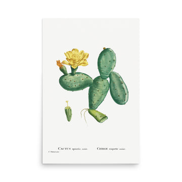 Cactus by Pierre Joseph Redoute- Premium Poster