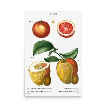 Oranges by Pierre Joseph Redoute- Premium Poster