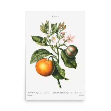 Citrus Bigaradia by Pierre Joseph Redoute- Premium Poster